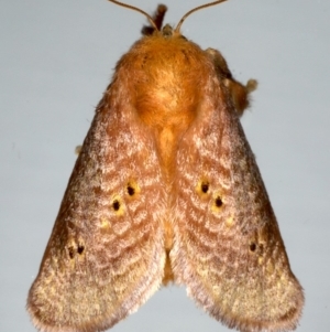 Doratifera quadriguttata and casta at Ainslie, ACT - 15 Dec 2019 09:20 PM