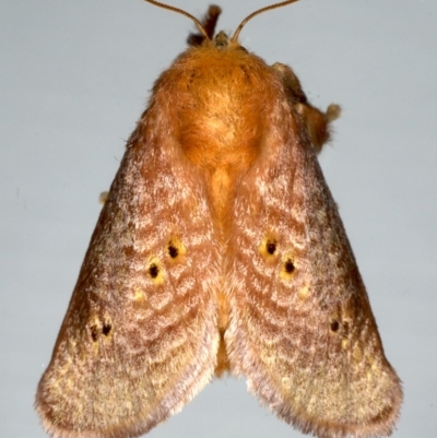 Doratifera quadriguttata and casta (Four-spotted Cup Moth) at Ainslie, ACT - 15 Dec 2019 by jbromilow50