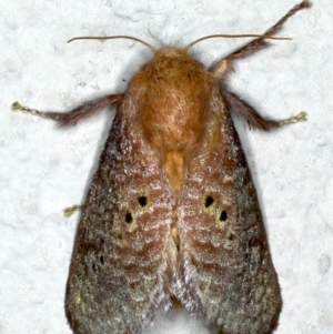 Doratifera quadriguttata and casta at Ainslie, ACT - 15 Dec 2019 09:20 PM