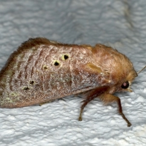 Doratifera quadriguttata and casta at Ainslie, ACT - 15 Dec 2019 09:20 PM