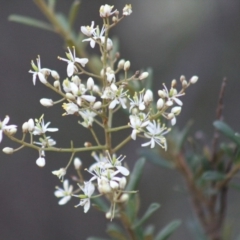 Bursaria spinosa (Native Blackthorn, Sweet Bursaria) at Gundaroo, NSW - 12 Jan 2019 by Gunyijan