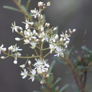 Bursaria spinosa at Gundaroo, NSW - 13 Jan 2019 07:33 AM