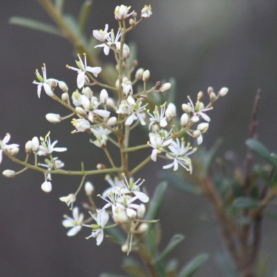 Bursaria spinosa (Native Blackthorn, Sweet Bursaria) at Gundaroo, NSW - 13 Jan 2019 by Gunyijan