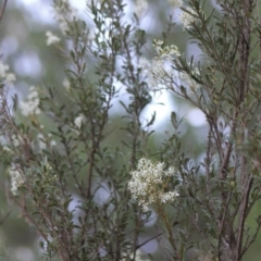 Bursaria spinosa at Gundaroo, NSW - 13 Jan 2019 07:33 AM