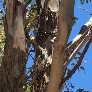 Varanus varius at Yass River, NSW - suppressed