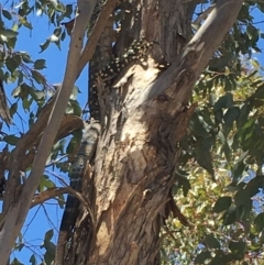 Varanus varius at Yass River, NSW - suppressed