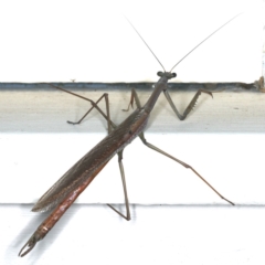 Archimantis latistyla (Stick Mantis, Large Brown Mantis) at Ainslie, ACT - 15 Dec 2019 by jb2602