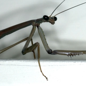 Archimantis latistyla at Ainslie, ACT - 15 Dec 2019