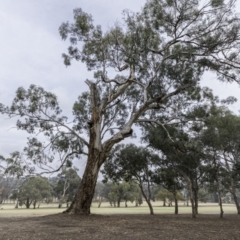Eucalyptus melliodora (Yellow Box) at Garran, ACT - 14 Dec 2019 by BIrdsinCanberra