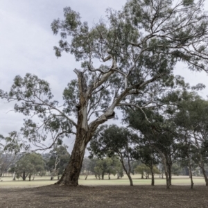 Eucalyptus melliodora at Federal Golf Course - 15 Dec 2019 07:37 AM
