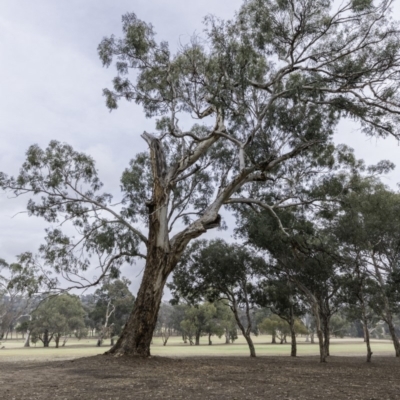 Eucalyptus melliodora (Yellow Box) at Garran, ACT - 15 Dec 2019 by JonSteinbeck