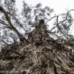 Eucalyptus melliodora at Federal Golf Course - 15 Dec 2019 07:37 AM