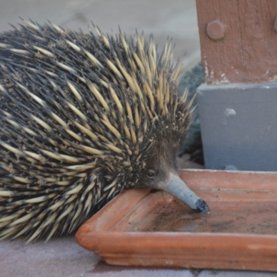 Tachyglossus aculeatus (Short-beaked Echidna) at Wamboin, NSW - 6 Oct 2019 by natureguy