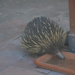 Tachyglossus aculeatus at Wamboin, NSW - 6 Oct 2019