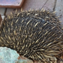 Tachyglossus aculeatus at Wamboin, NSW - 6 Oct 2019