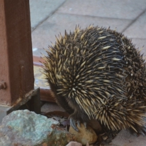 Tachyglossus aculeatus at Wamboin, NSW - 6 Oct 2019