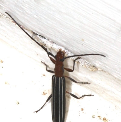 Syllitus rectus (Longhorn beetle) at Ainslie, ACT - 15 Dec 2019 by jbromilow50