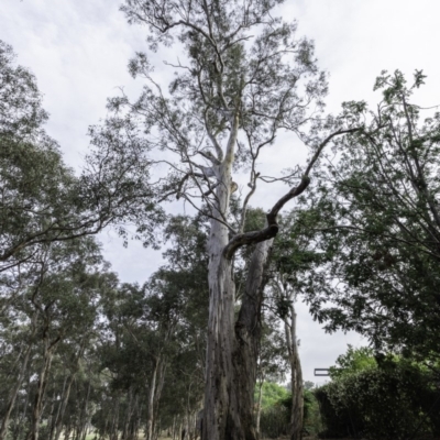 Eucalyptus globulus subsp. bicostata (Southern Blue Gum, Eurabbie) at Federal Golf Course - 14 Dec 2019 by BIrdsinCanberra