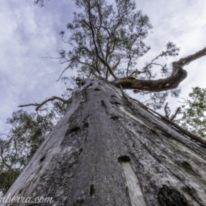 Eucalyptus globulus subsp. bicostata at Garran, ACT - 15 Dec 2019 08:14 AM