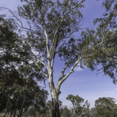 Eucalyptus blakelyi (Blakely's Red Gum) at Garran, ACT - 15 Dec 2019 by JonSteinbeck