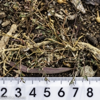 Einadia nutans (Climbing Saltbush) at Garran, ACT - 15 Dec 2019 by JonSteinbeck