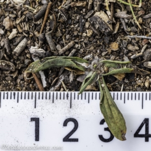 Plantago lanceolata at Garran, ACT - 15 Dec 2019