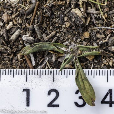 Plantago lanceolata (Ribwort Plantain, Lamb's Tongues) at Garran, ACT - 15 Dec 2019 by JonSteinbeck
