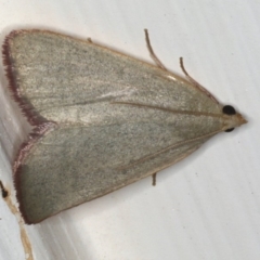 Ocrasa acerasta (A Pyralid moth) at Ainslie, ACT - 15 Dec 2019 by jbromilow50