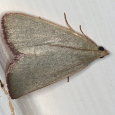 Ocrasa acerasta (A Pyralid moth) at Ainslie, ACT - 15 Dec 2019 by jb2602