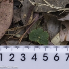 Hydrocotyle laxiflora (Stinking Pennywort) at Garran, ACT - 15 Dec 2019 by JonSteinbeck