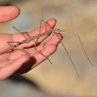 Phasmatodea (order) (Unidentified stick insect) at Wamboin, NSW - 14 Oct 2019 by natureguy