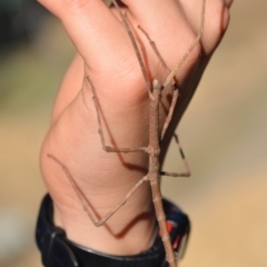 Phasmatodea (order) at Wamboin, NSW - 14 Oct 2019 08:03 PM