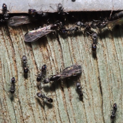 Ochetellus sp. (genus) (Black House Ant) at Acton, ACT - 8 Dec 2019 by TimL