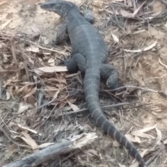 Varanus rosenbergi (Heath or Rosenberg's Monitor) at Booth, ACT - 8 Dec 2019 by JBrickhill