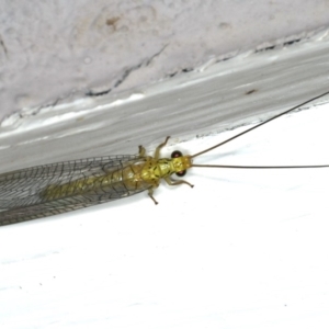 Italochrysa sp. (genus) at Ainslie, ACT - 15 Dec 2019