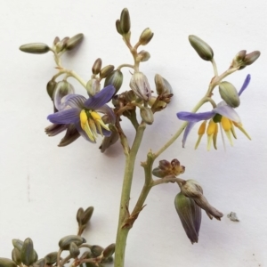 Dianella sp. aff. longifolia (Benambra) at Hughes, ACT - 16 Nov 2019 04:00 PM