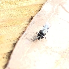 Chalcidoidea (superfamily) (A gall wasp or Chalcid wasp) at Aranda, ACT - 16 Dec 2019 by Jubeyjubes