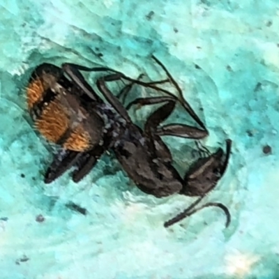 Camponotus aeneopilosus (A Golden-tailed sugar ant) at Aranda, ACT - 16 Dec 2019 by Jubeyjubes