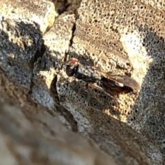 Chalcididae (family) (Unidentified chalcid wasp) at Aranda, ACT - 16 Dec 2019 by Jubeyjubes