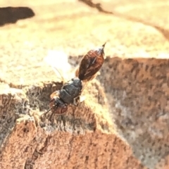 Chalcididae (family) at Aranda, ACT - 16 Dec 2019