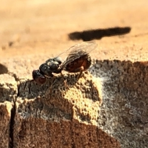 Chalcididae (family) at Aranda, ACT - 16 Dec 2019