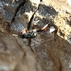 Chalcididae (family) at Aranda, ACT - 16 Dec 2019