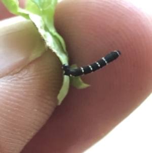 Hyposidra sp. (genus) at Aranda, ACT - 16 Dec 2019