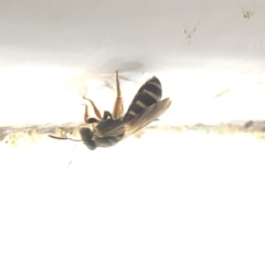 Lasioglossum (Chilalictus) sp. (genus & subgenus) (Halictid bee) at Aranda, ACT - 16 Dec 2019 by Jubeyjubes