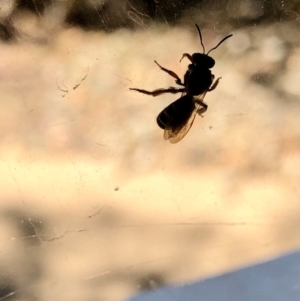 Lasioglossum (Chilalictus) sp. (genus & subgenus) at Aranda, ACT - 16 Dec 2019