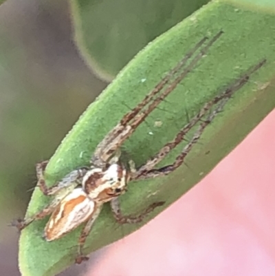 Oxyopes sp. (genus) (Lynx spider) at Aranda, ACT - 16 Dec 2019 by Jubeyjubes