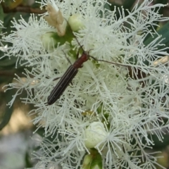 Syllitus rectus (Longhorn beetle) at Isaacs, ACT - 9 Dec 2019 by galah681