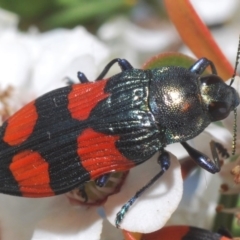 Castiarina interstincta (A jewel beetle) at Cotter River, ACT - 15 Dec 2019 by Harrisi
