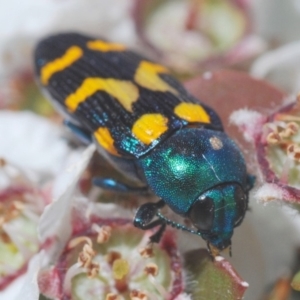 Castiarina flavopicta at Cotter River, ACT - 15 Dec 2019