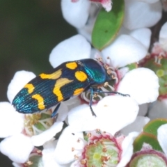 Castiarina flavopicta at Cotter River, ACT - 15 Dec 2019